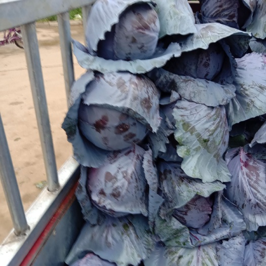 新野县荷兰比久38甘蓝 混装通货