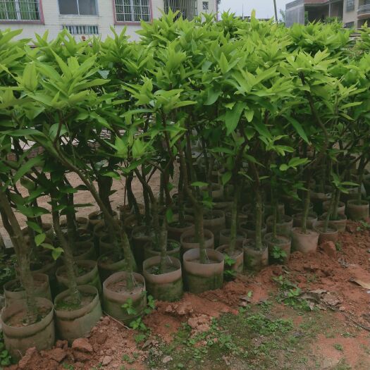 灵山县黑金刚莲雾苗