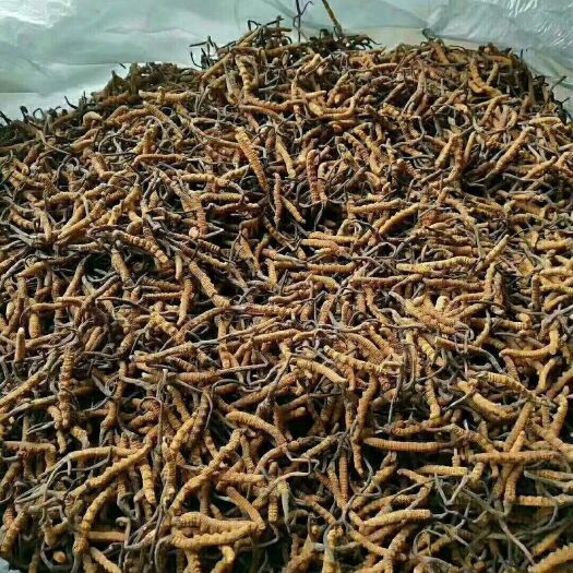 马尔康市冬虫夏草 22元一条