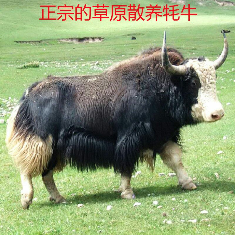  正宗青海牦牛肉 高原放养牦牛肉生鲜食材高品质产地直供顺丰