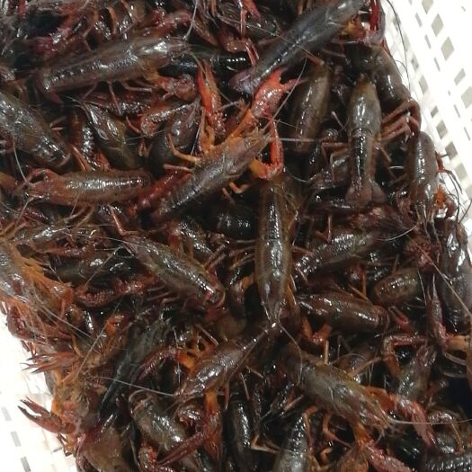 监利市 监利小龙虾