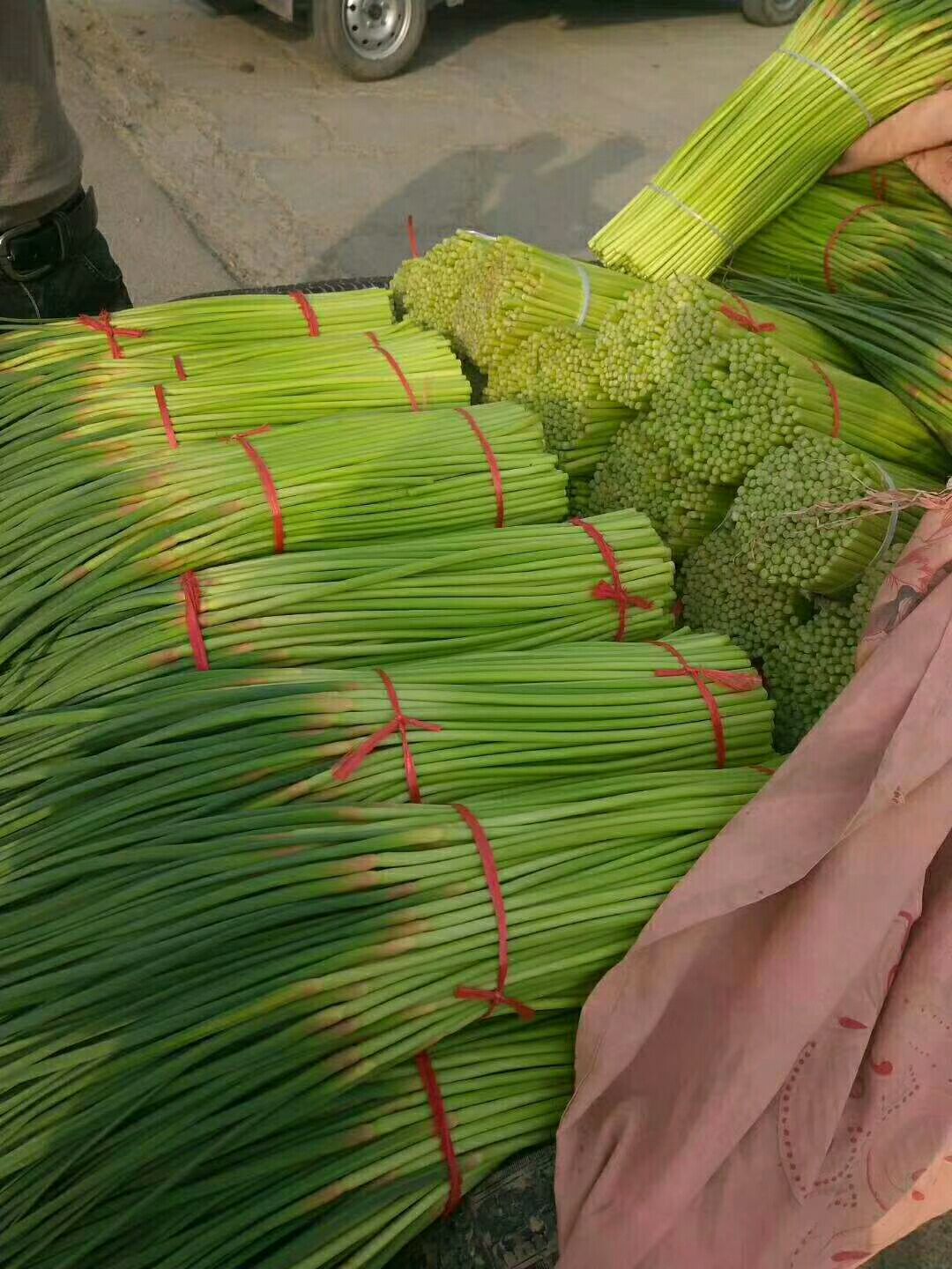 红帽蒜苔  蒜薹大量上市，质量很好，粗长，