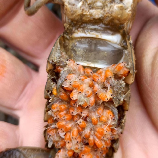 广州 澳洲淡水龙虾苗2-5cm