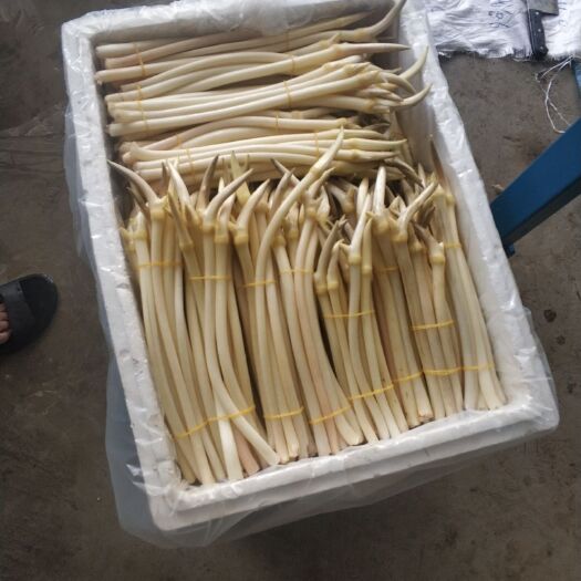 汉川市 藕带 藕尖 30-50cm湖北藕稍子