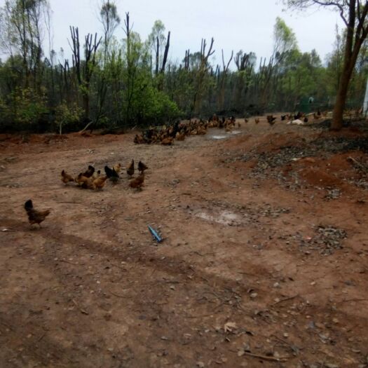 东安县 正宗山里土鸡，肉质紧实细腻，口感纯正