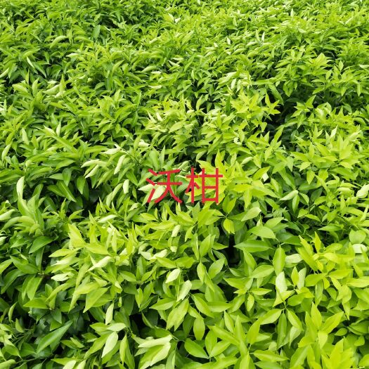 荔浦市供应沃柑苗