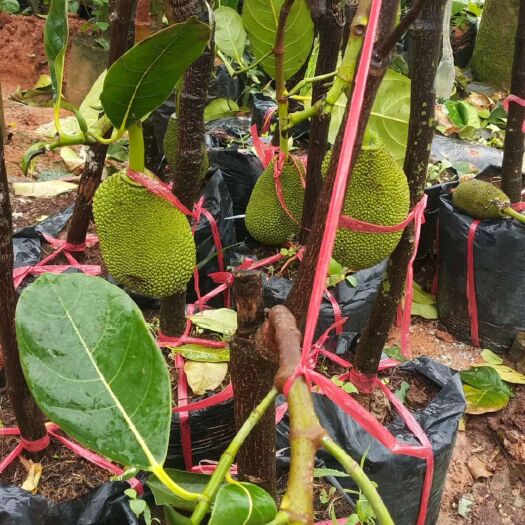 红肉菠萝蜜苗 泰国菠萝蜜8号红肉…产量非常高…细细一棵就挂果了