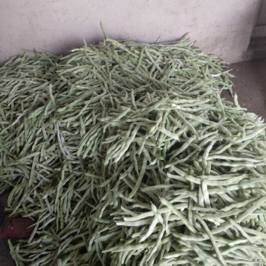 北票市白芸豆 白架豆已经大量上市了。条直。肉厚。