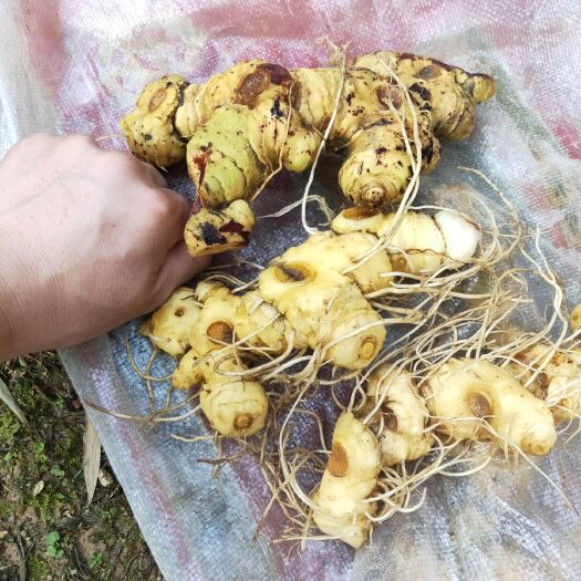 黄精种苗 甜黄精  黄精种茎