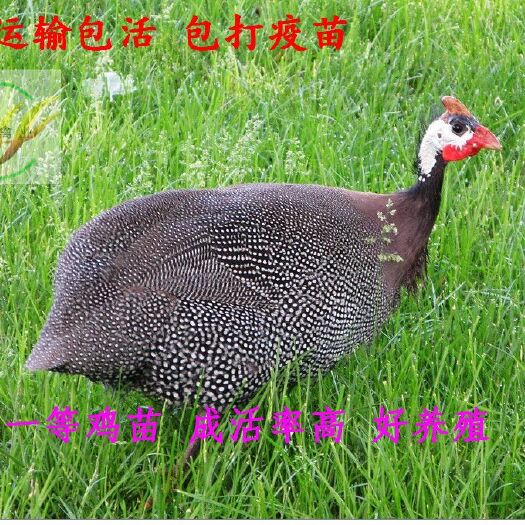 贵阳 珍珠鸡苗 运输包，，活 包打疫苗