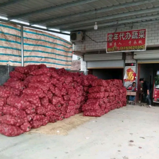 丰县 苏北地区紫色洋葱大量上市！