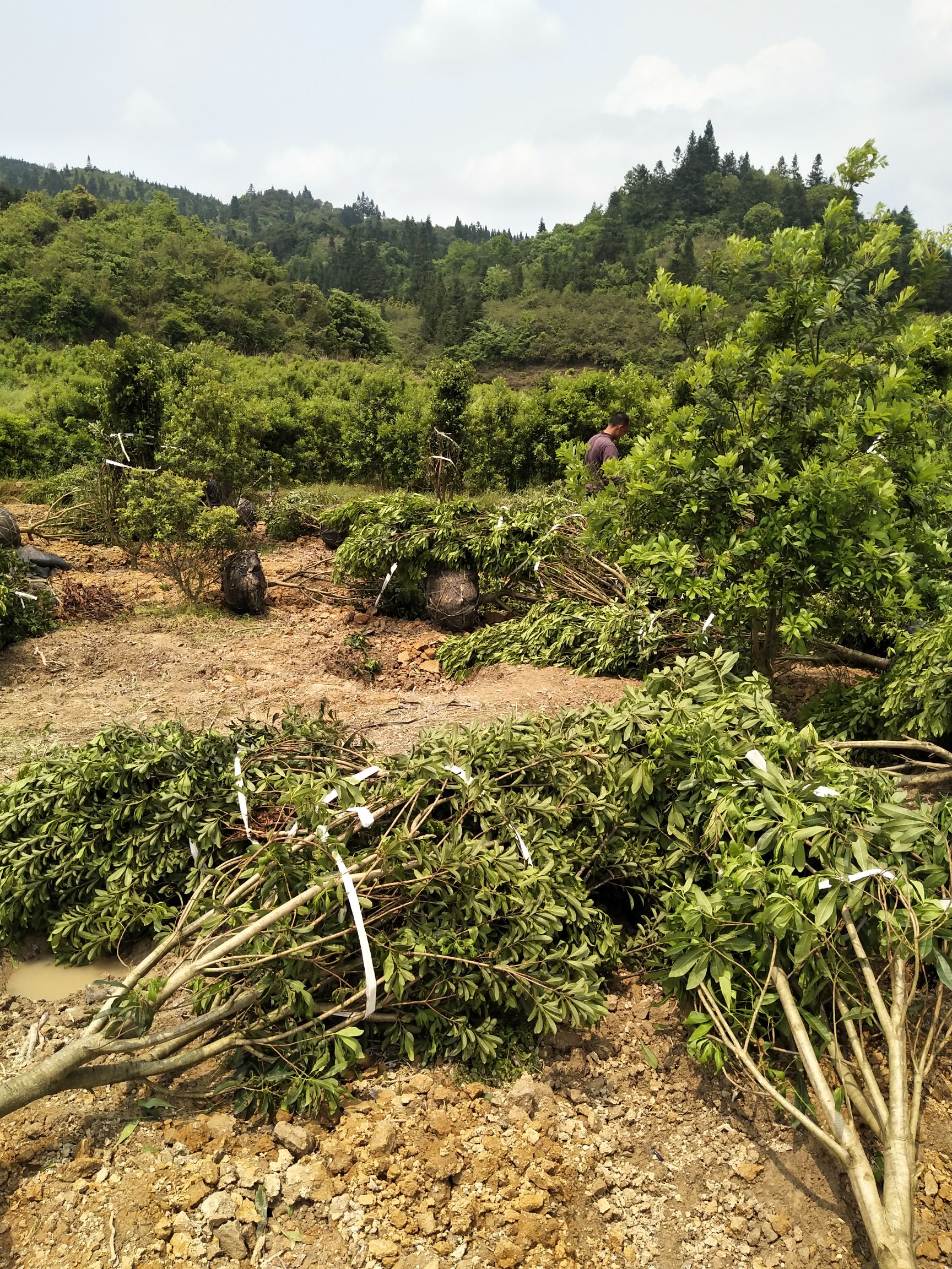 荸荠杨梅种苗 8公分杨梅树，冠幅两米