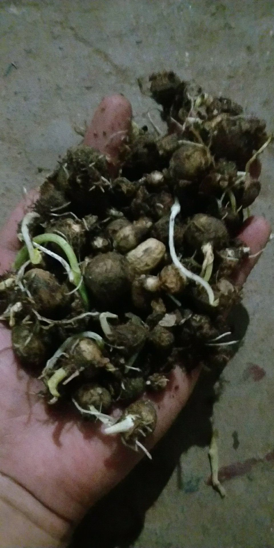 旱半夏种子 半夏种球(麻玉子
)