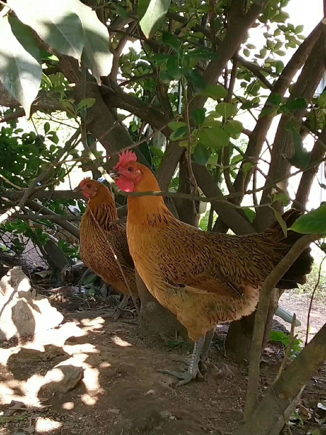 苏禽绿壳蛋鸡—麻羽图片