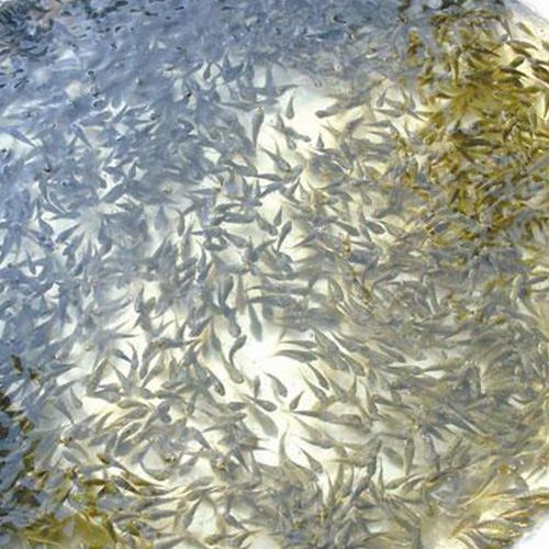 益阳池塘草鱼 各种大小规格鱼苗