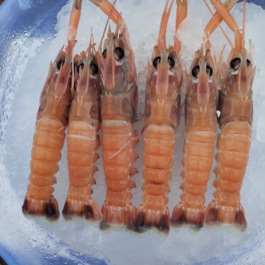 北海东海鳌虾 