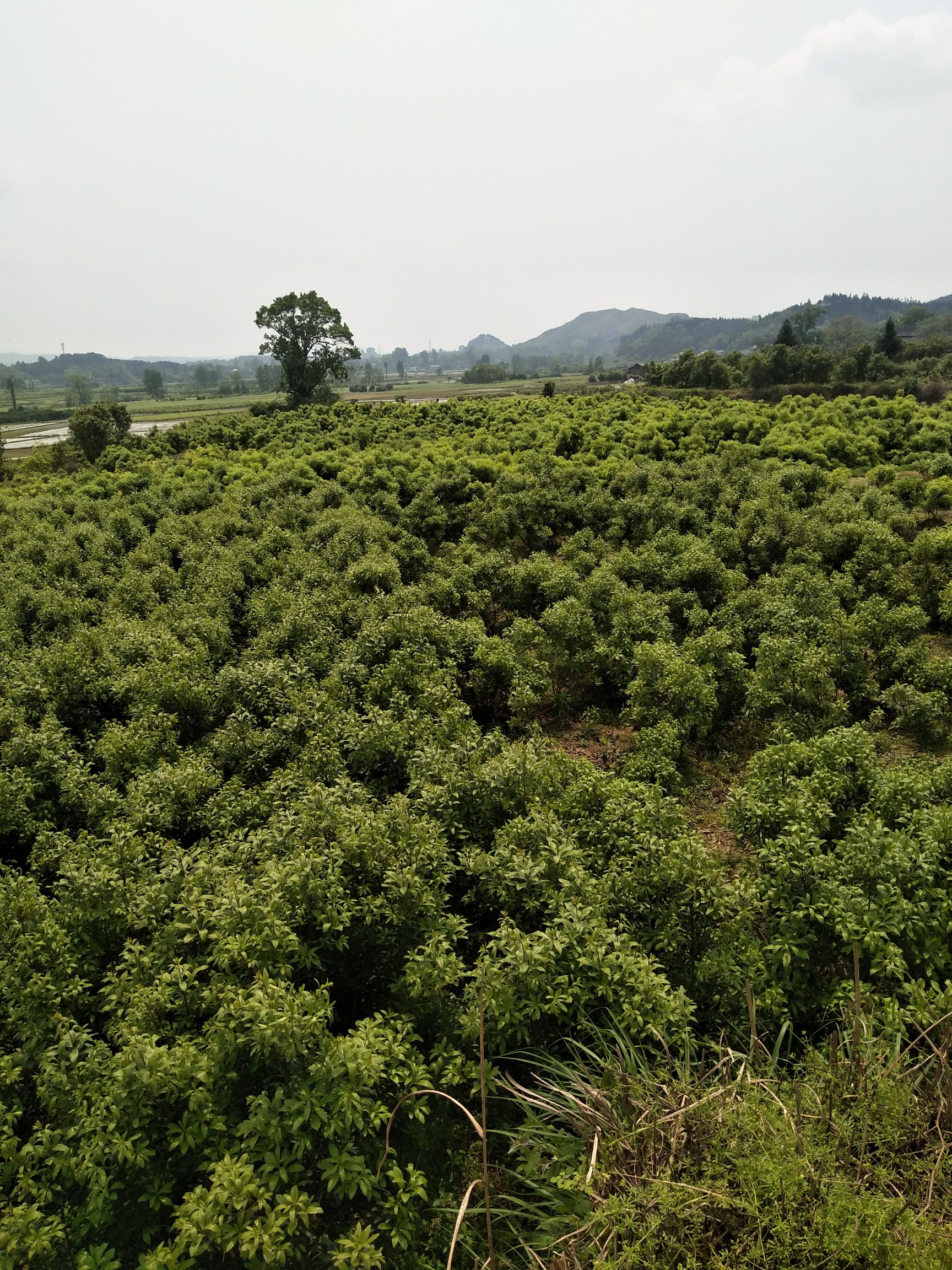 荸荠杨梅种苗 8公分杨梅树，冠幅两米