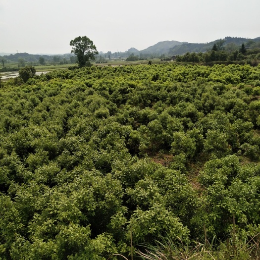 靖州县荸荠杨梅种苗 8公分杨梅树，冠幅两米