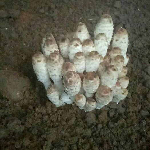 清丰县鸡腿菇 人工种植 鲜货