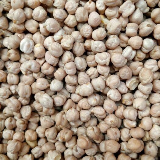 天津 土耳其鹰嘴豆，高品质品相好
