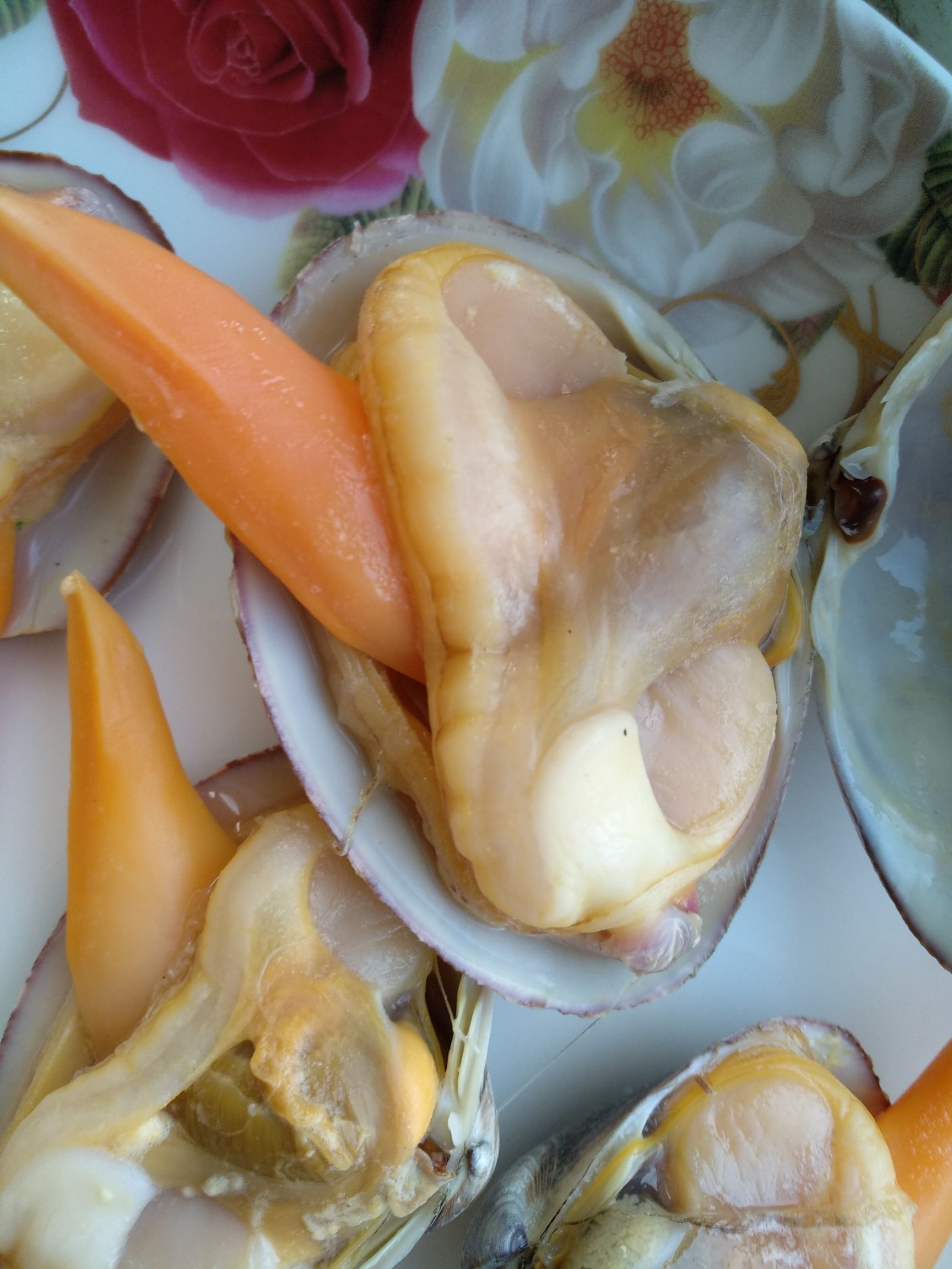 朝鲜贝 朝鲜文贝 一件代发 大,肥,鲜