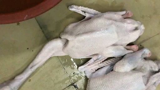鹅肉类 肉鹅