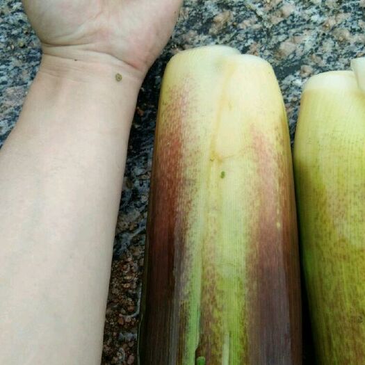 岳西县茭白种苗  茭白苗 双季茭白结茭秋栽种苗 纯度好 产量高 提供技术