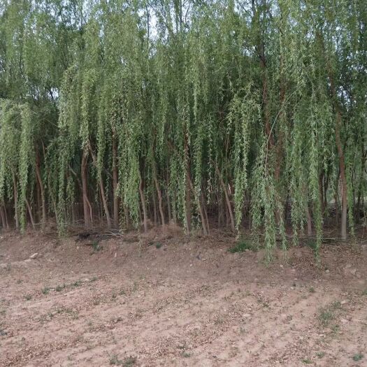 兰州 大量低价出售柳树  河北杨 国槐 红花槐