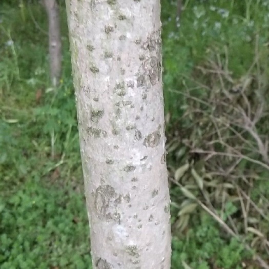 四季桂 黄槐.红槐.四季槐.冠幅很大.树干什么规格都欢迎各位老板来电
