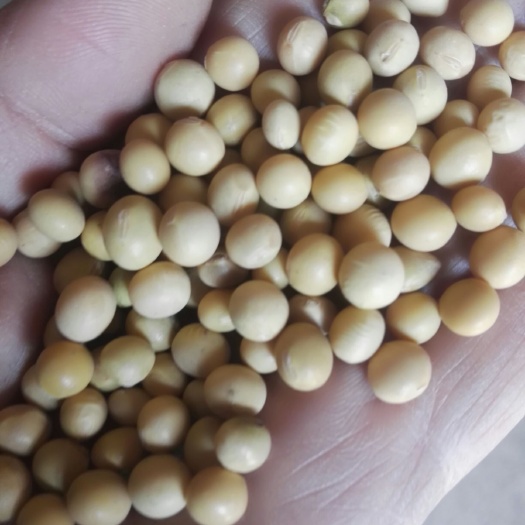 秦皇岛黄大豆  大豆