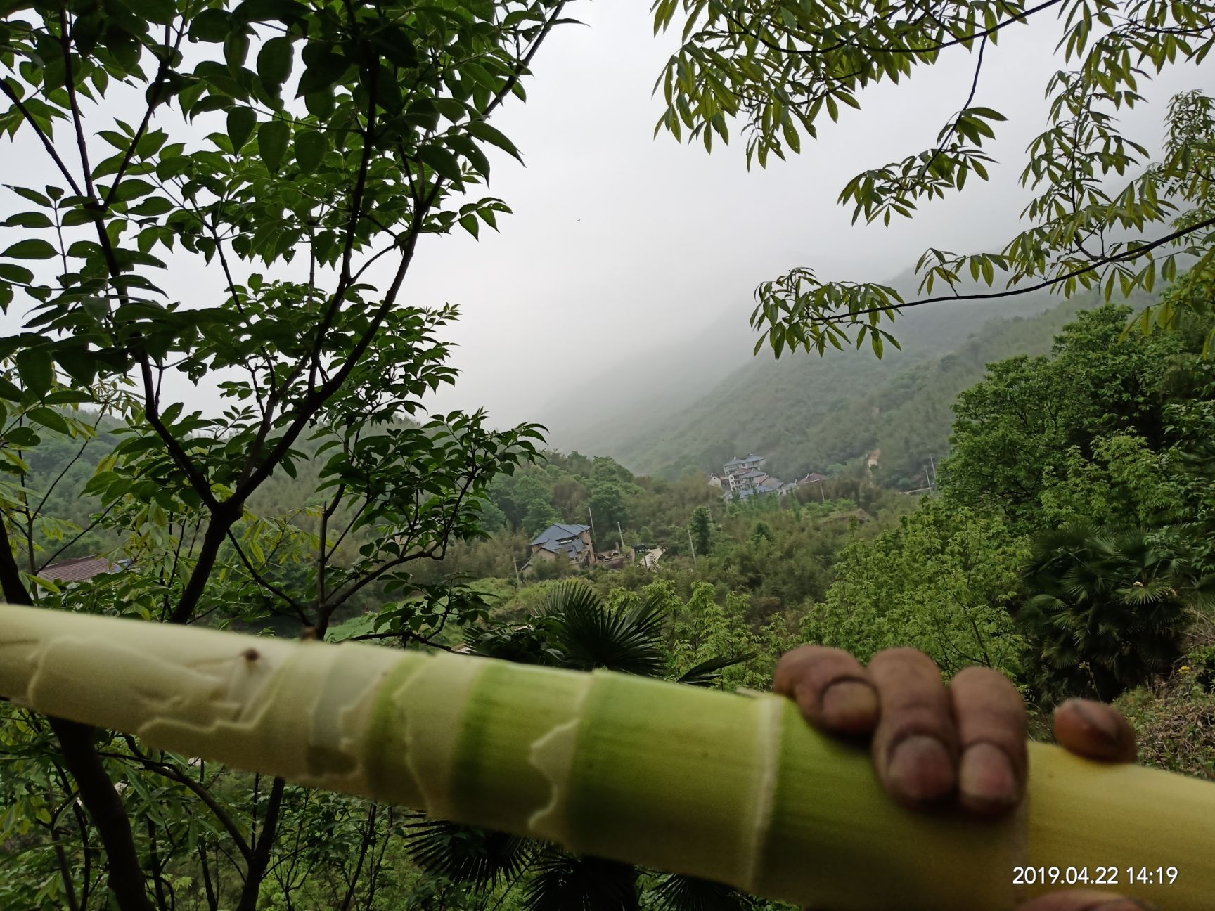 竹笋干 笋干十斤起，免邮费。