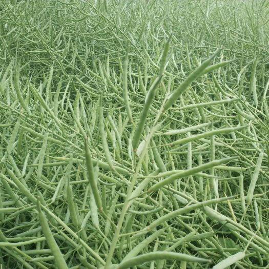 霍林郭勒 菜籽