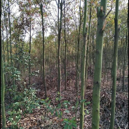 九江 香樟树