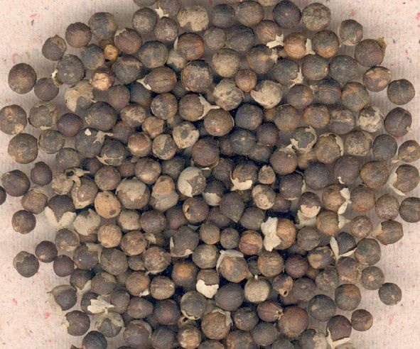 樟树市蔓荆子苗  江西单叶蔓荆子扦插苗，无纺布袋杯苗及枝条