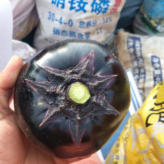 曲周县黑圆茄 本地是河北省南部最大圆茄基地量大质优，欢迎新老客户前来收购！