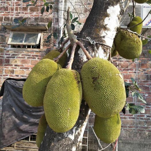 茂名海南菠萝蜜 10-15斤