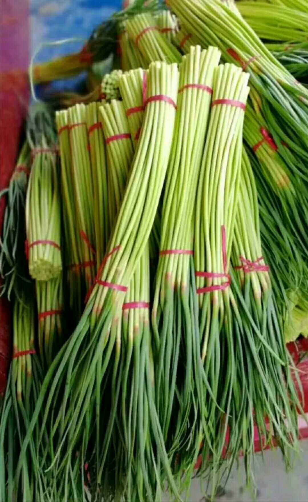 红帽蒜苔  蒜薹大量上市，质量很好，粗长，