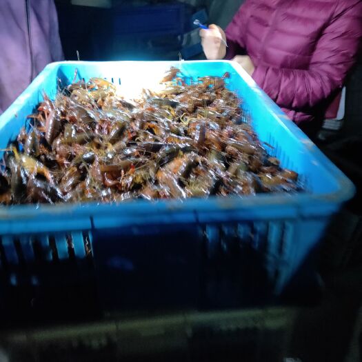 张家港市 大量供应龙虾苗