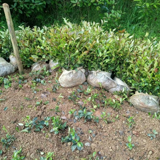 浏阳市 高度25一40茶梅色块苗