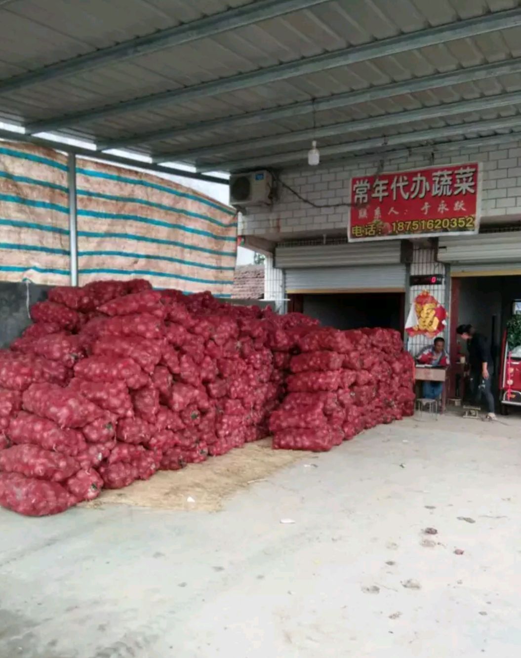 红皮洋葱  苏北地区紫洋葱大量上市中！