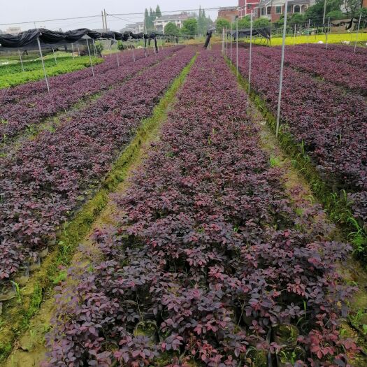 金华双面红  红花继木大杯苗