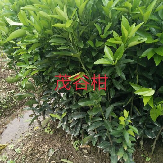 茂谷柑苗 嫁接苗 0.35~0.5米