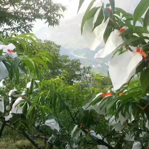 种植套袋  桃子套袋 百香果 葡萄袋无防布防水防鸟水果套袋