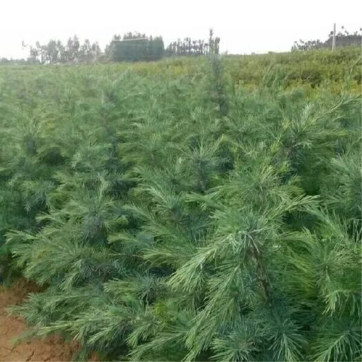 雪松种子 印度雪松树种子 雪松籽 宝塔松 绿化树种林木种子