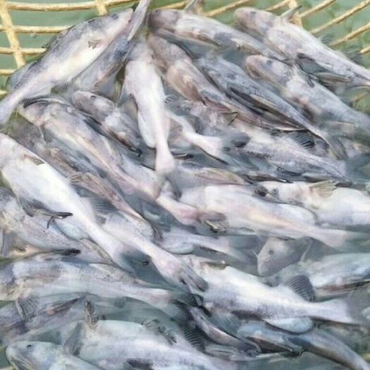 重庆市叉尾鮰鱼苗