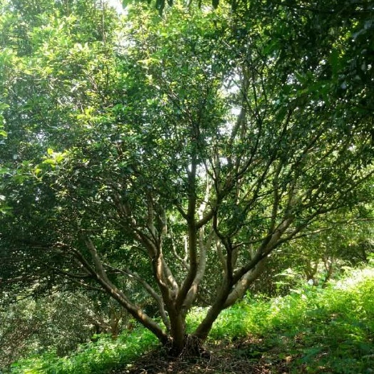 靖州县荸荠杨梅种苗 杨梅树树
20以上