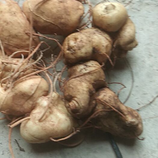 广南县黄精种苗