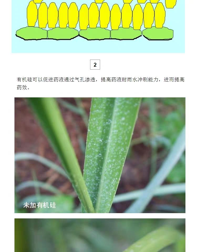 硅肥  农用有机硅助剂农药叶面肥增效剂叶面附着扩展剂渗透剂