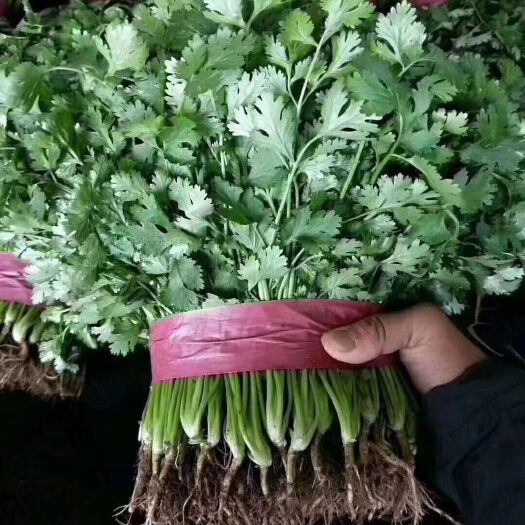 邯郸 香菜