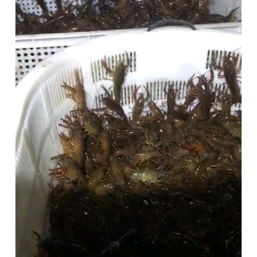 石首市龙虾苗 